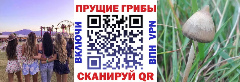 купить наркотики сайты  Усть-Кут  Псилоцибиновые грибы мицелий 